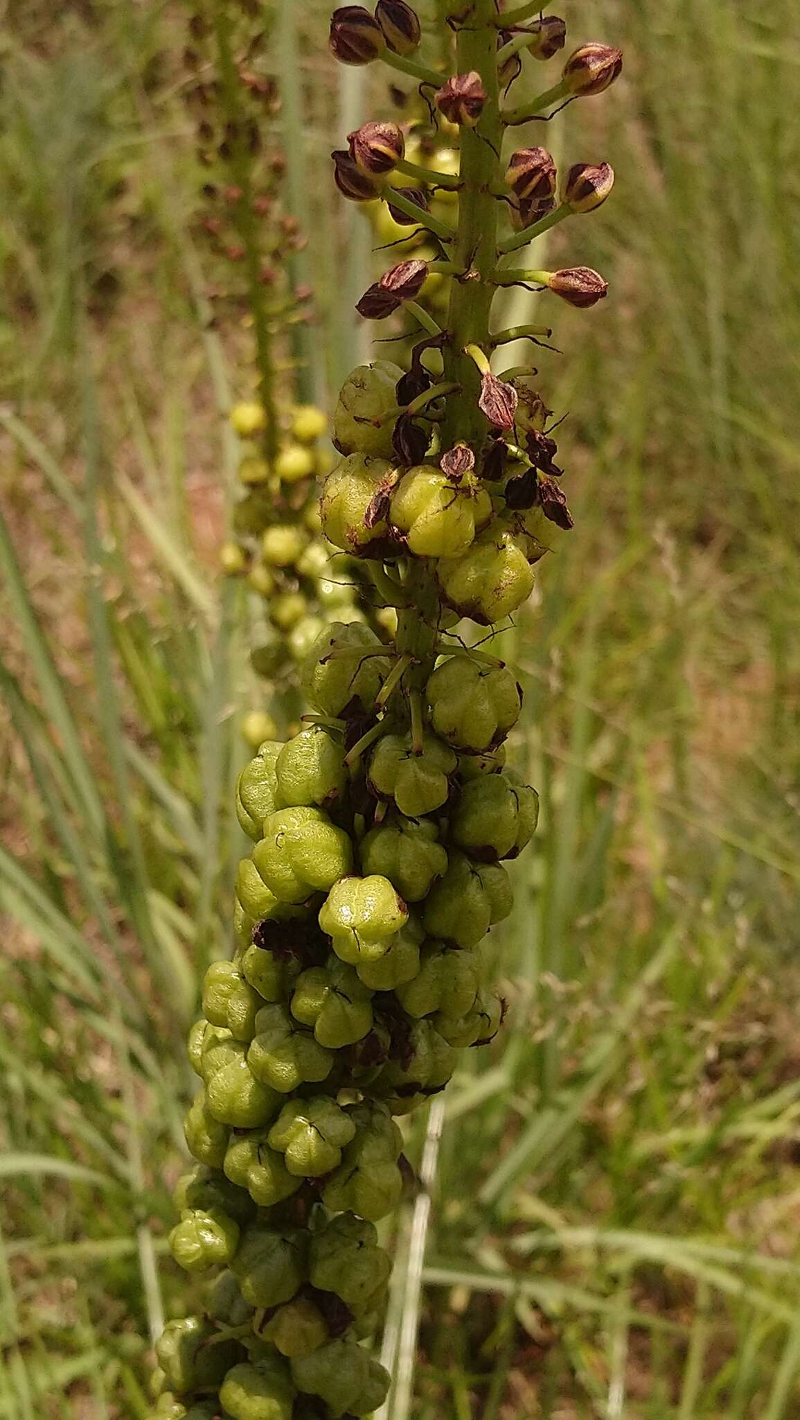 Image of Bulbine angustifolia Poelln.