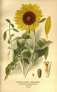 Слика од Helianthus argophyllus Torr. & A. Gray