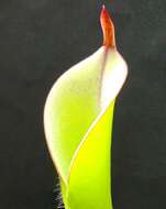 Image of Heliamphora chimantensis Wistuba, Carow & Harbarth