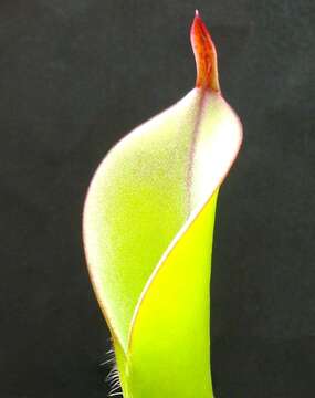 Image of Heliamphora chimantensis Wistuba, Carow & Harbarth