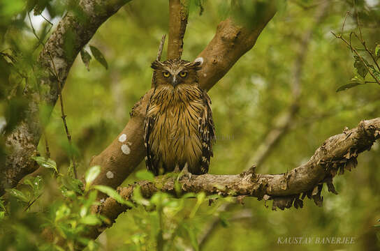 Image of Buffy Fish Owl