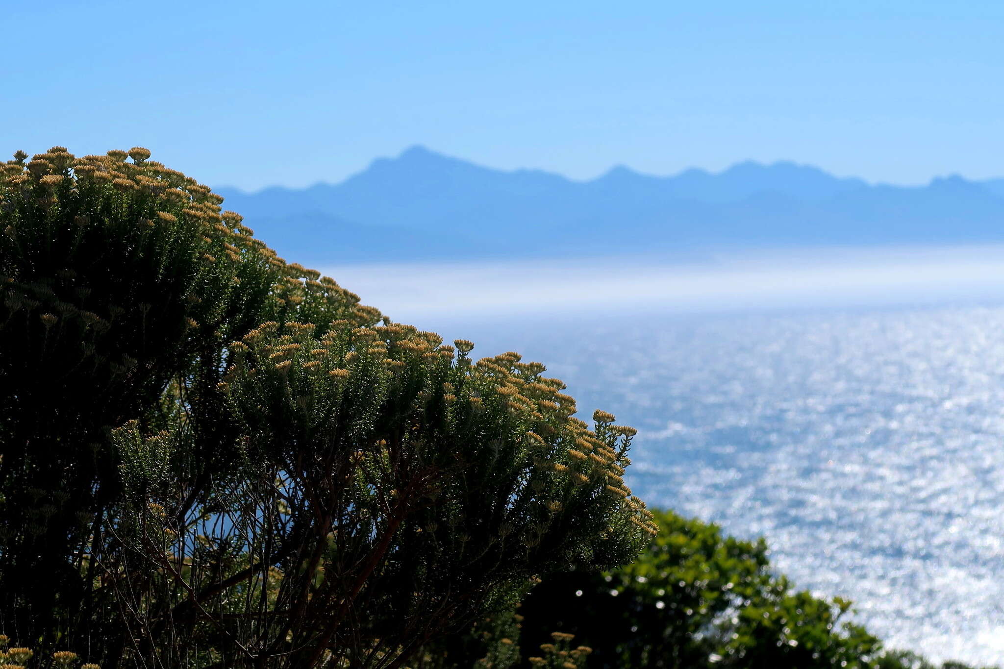 Image of Strandveld Blombush