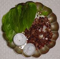 Image of betel palm