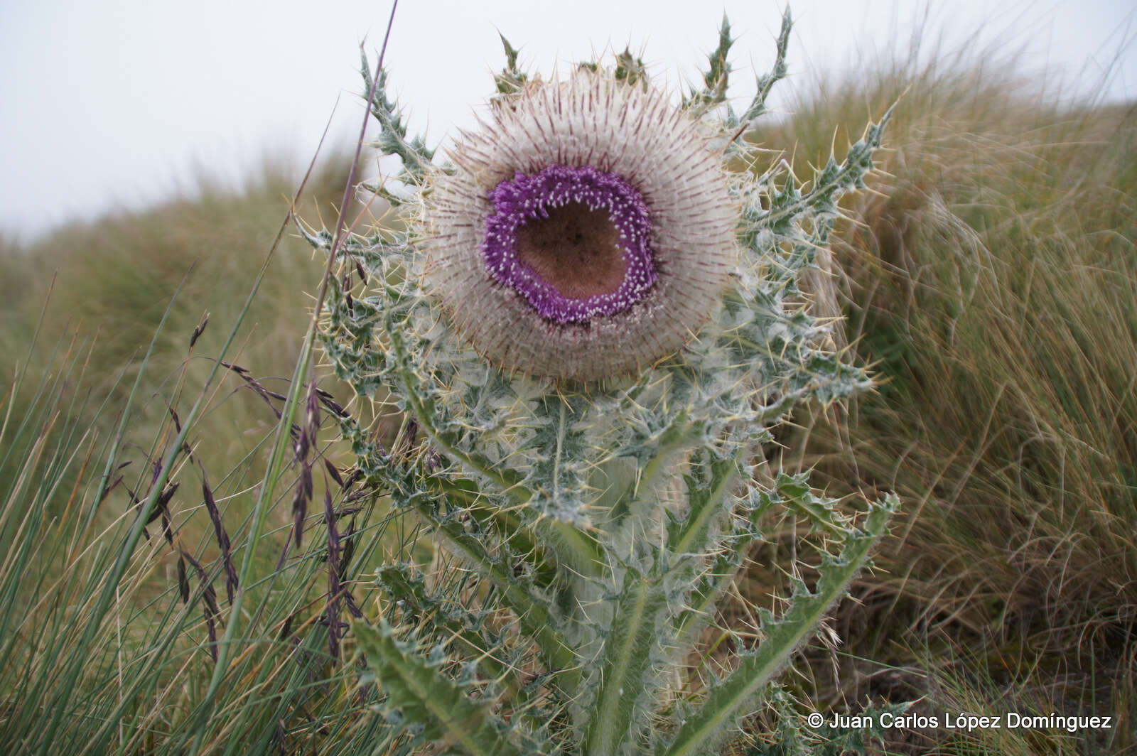 Image of Cirsium nivale (Kunth) Sch. Bip.