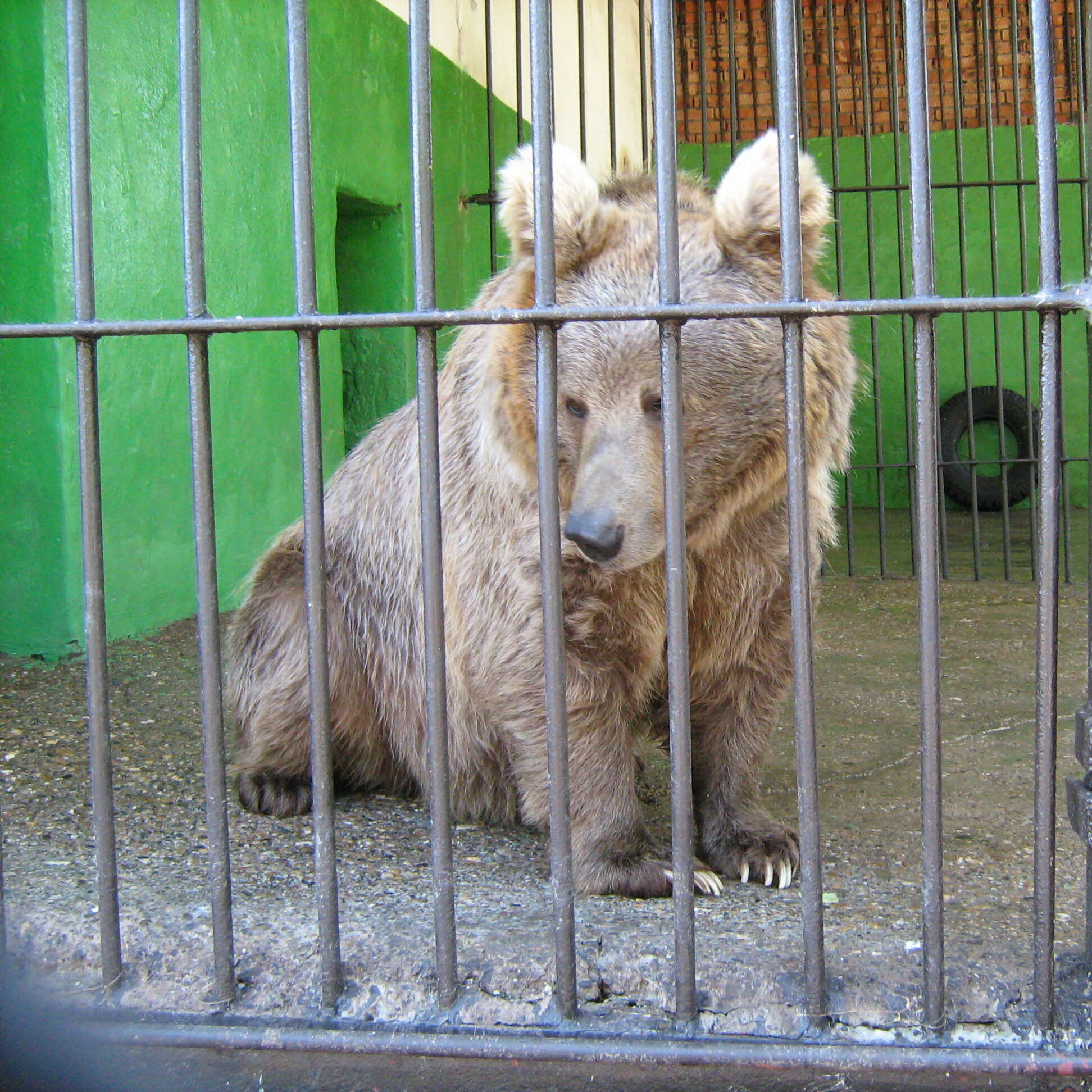 Image of Brown Bear