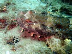 Image of Ornate Wobbegong