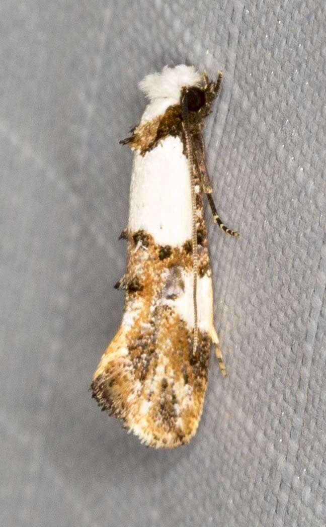 Image of Blotched monopis moth