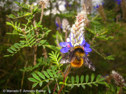 Image of Bombus robustus Smith 1854