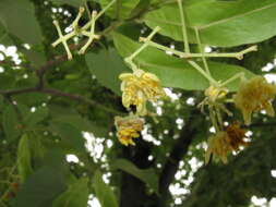 Image of Tilia miqueliana Maxim.