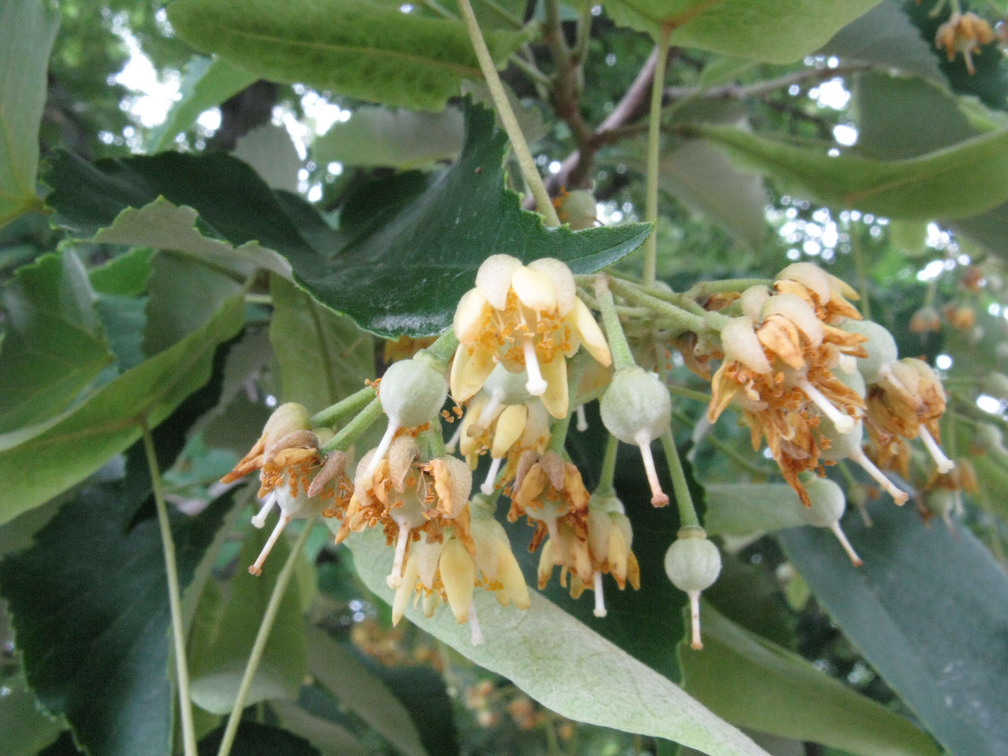 Image of Tilia miqueliana Maxim.