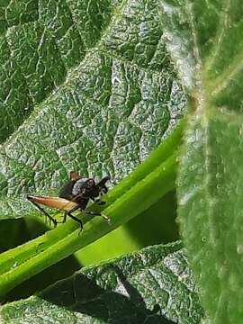 Слика од Trigonidium (Trigonidium) cicindeloides Rambur 1838