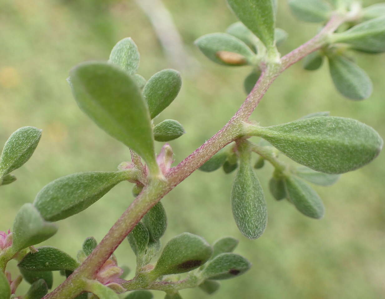 Image of Aizoon portulacaceum (Fenzl ex Harv. & Sond.) Klak