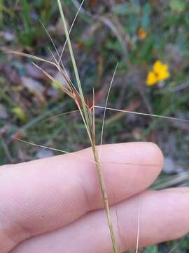 Image of longleaf threeawn