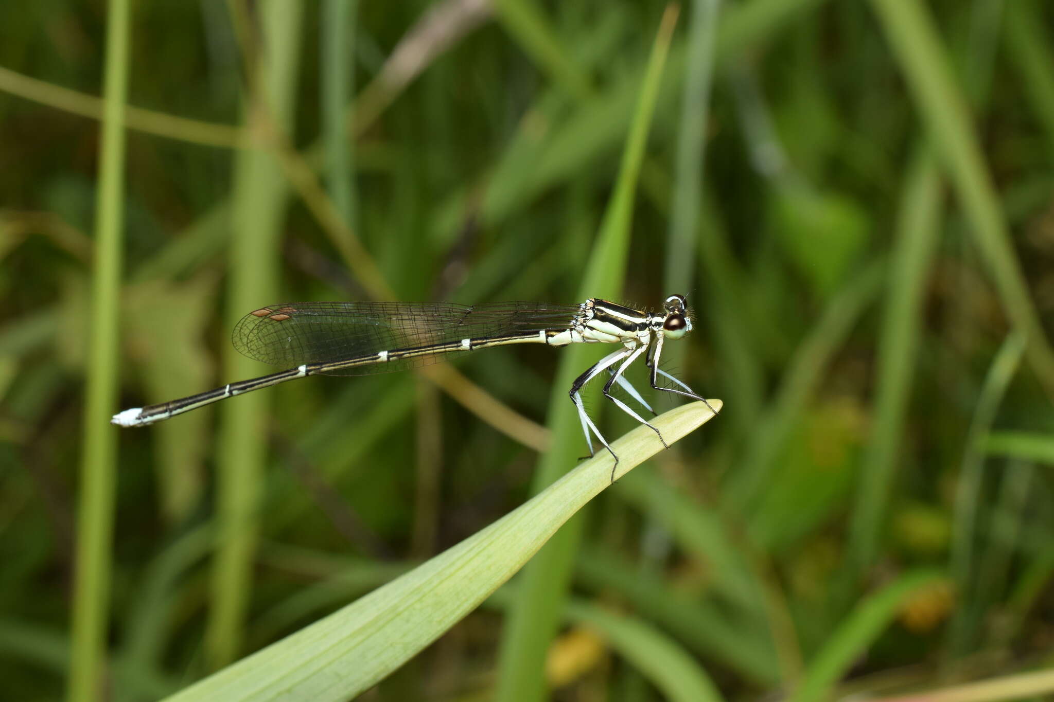 Image of Pseudocopera annulata (Selys 1863)