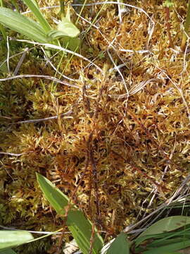 Image of tomentypnum moss