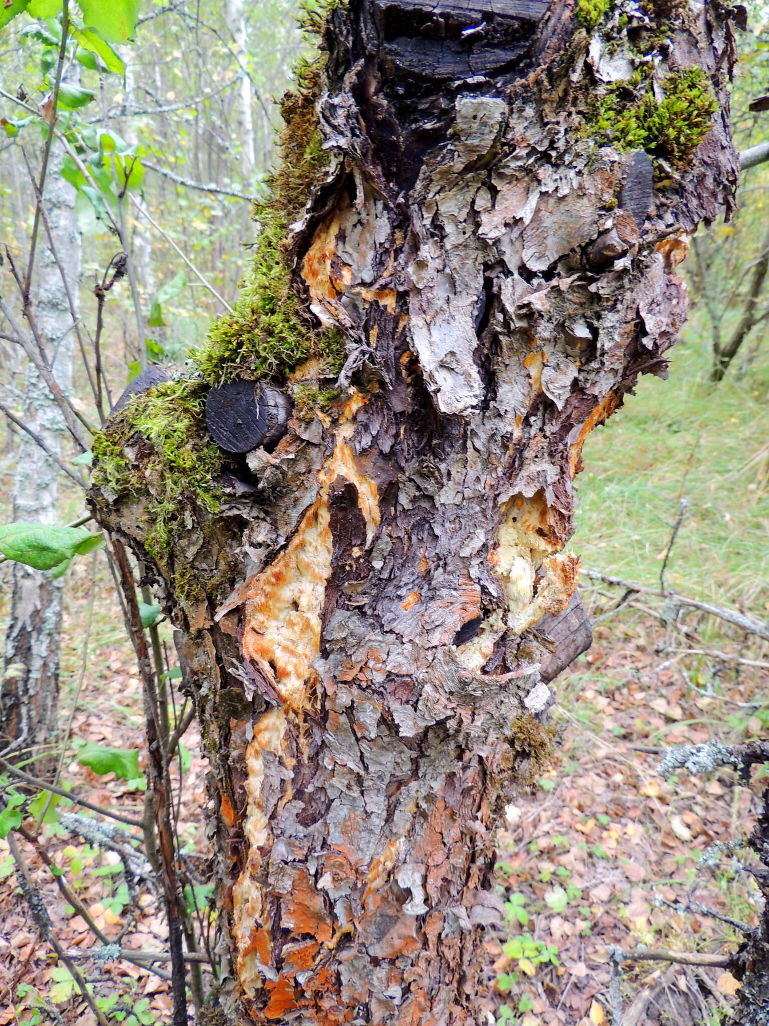 Image of Orchard toothcrust