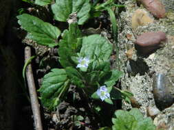 Image of Green field-speedwell