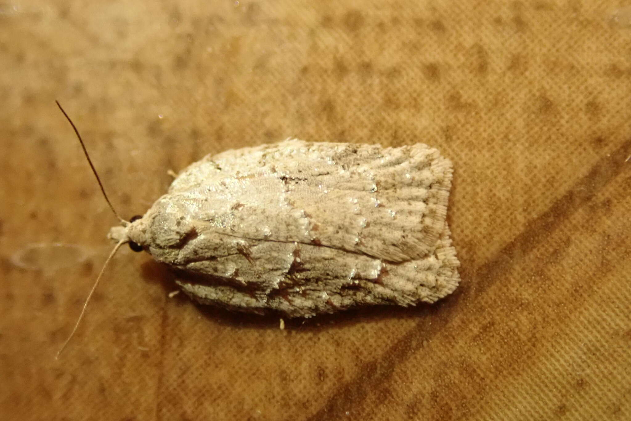 صورة Acleris placidus Yasuda & Kawabe 1980