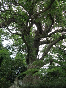 Imagem de Cinnamomum camphora (L.) J. Presl