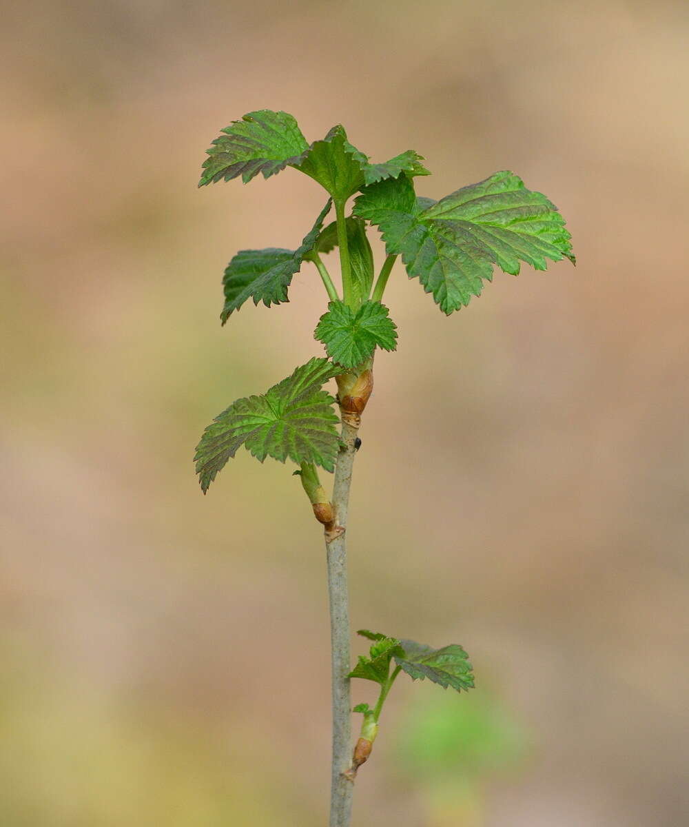 Image of Black Currant