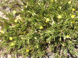 Image of Osteospermum triquetrum L. fil.