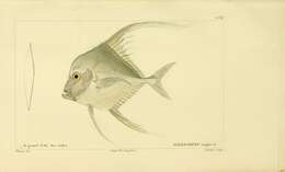 Image of Indian threadfish