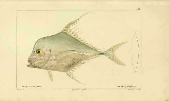 Image of Indian threadfish