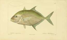 Image of Longnose trevally