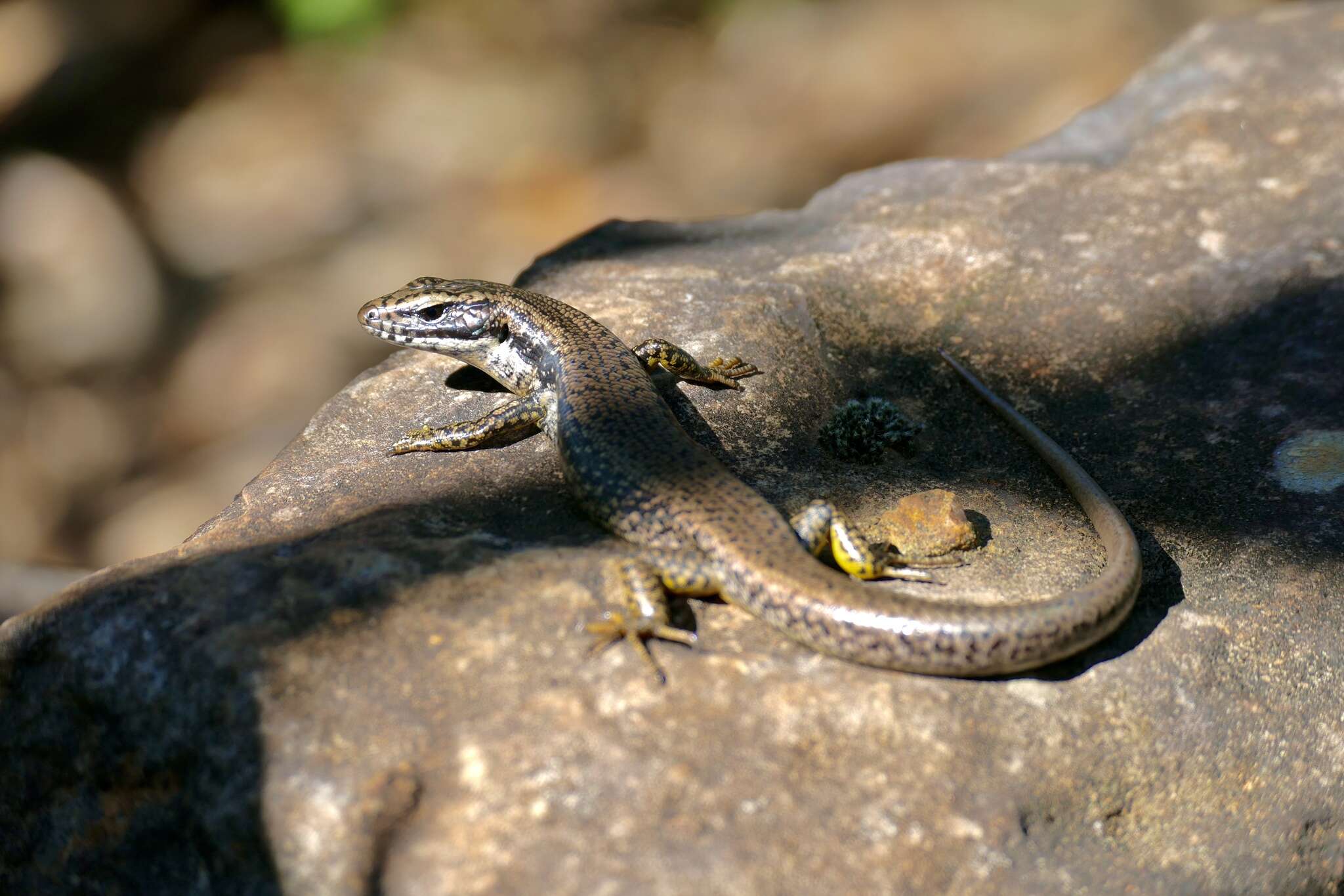 Image of Warm-temperate Water-skink