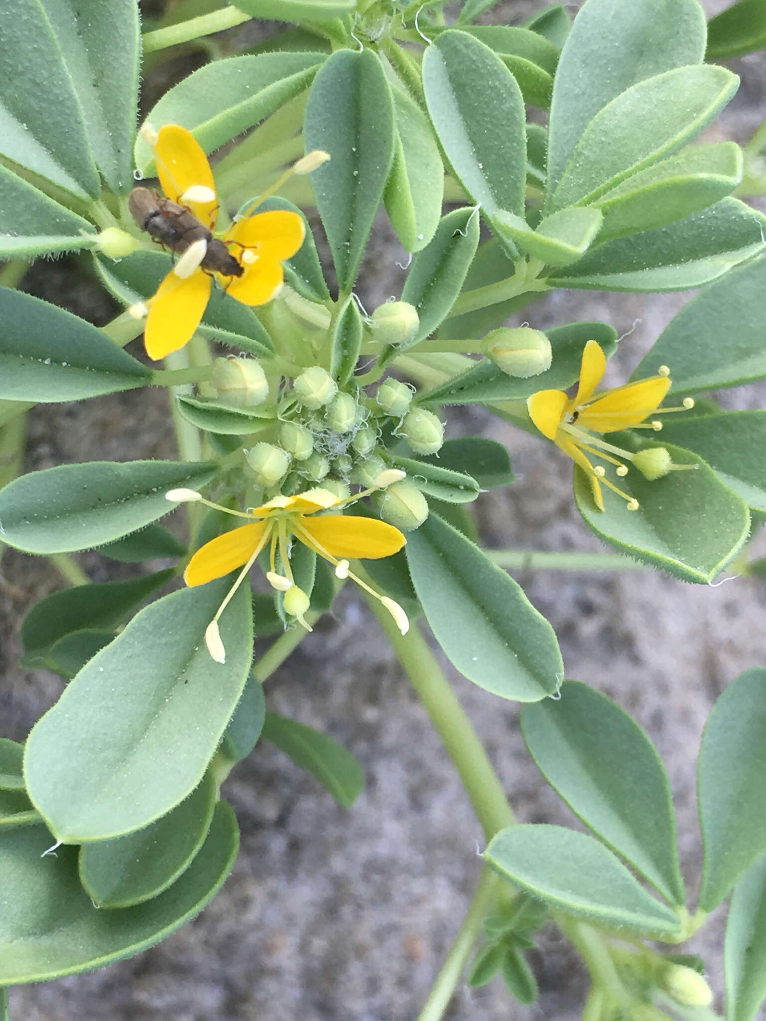 Image of Mojave cleomella