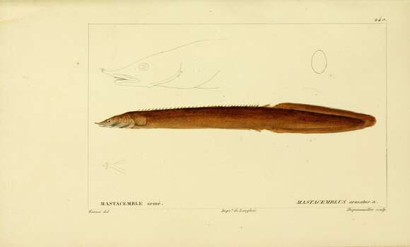 Image of Spiny eel