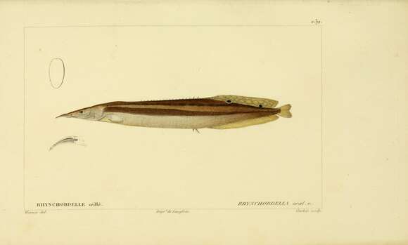 Imagem de Macrognathus aral (Bloch & Schneider 1801)