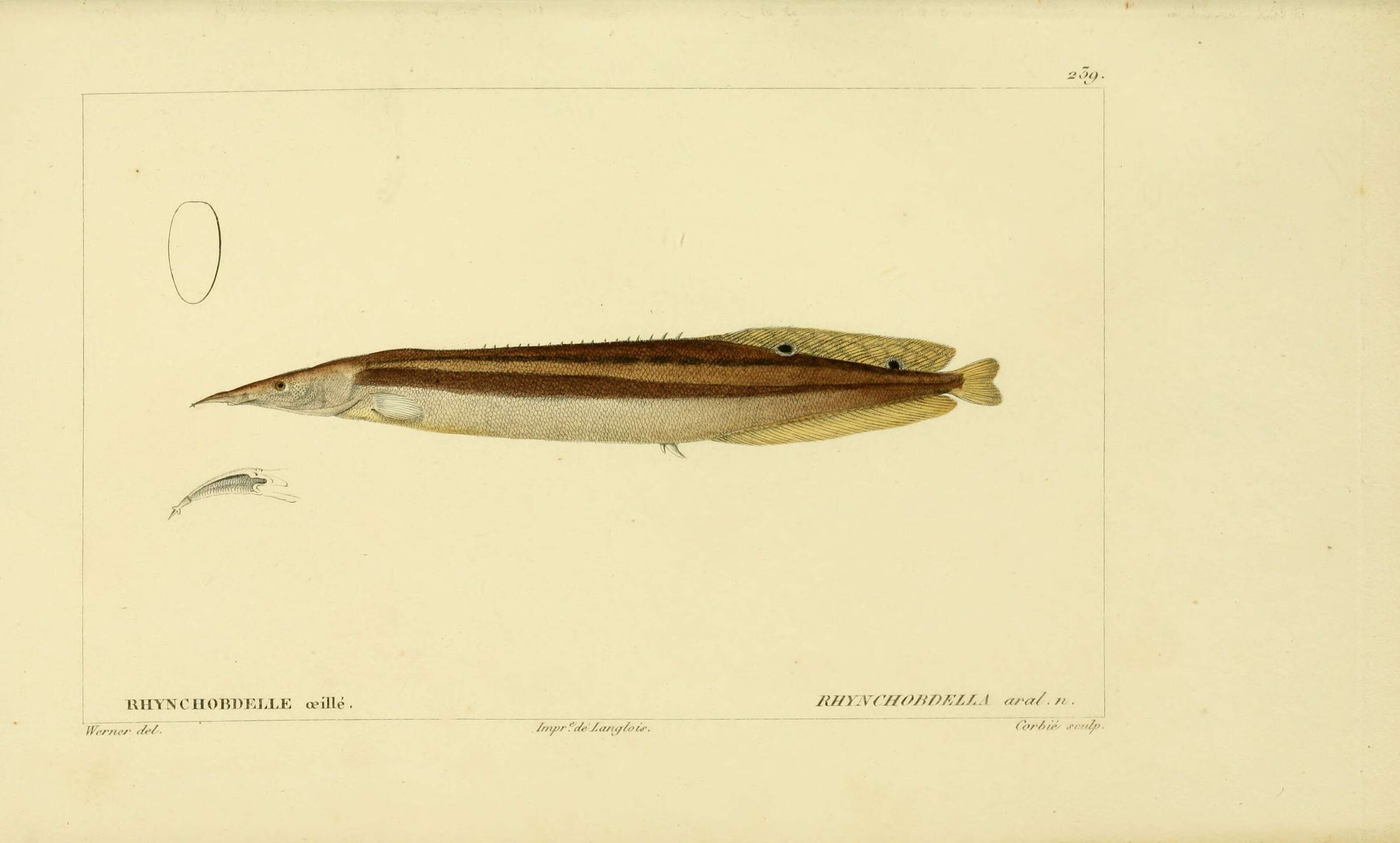 Image of Spiny Eel