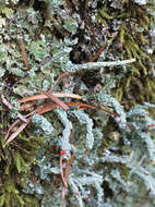 صورة Cladonia bellidiflora (Ach.) Schaer.