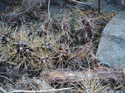 Image of Austrocactus spiniflorus (Phil.) F. Ritter