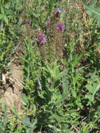 Image of New Mexico Vervain