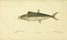 Image of Mackerel