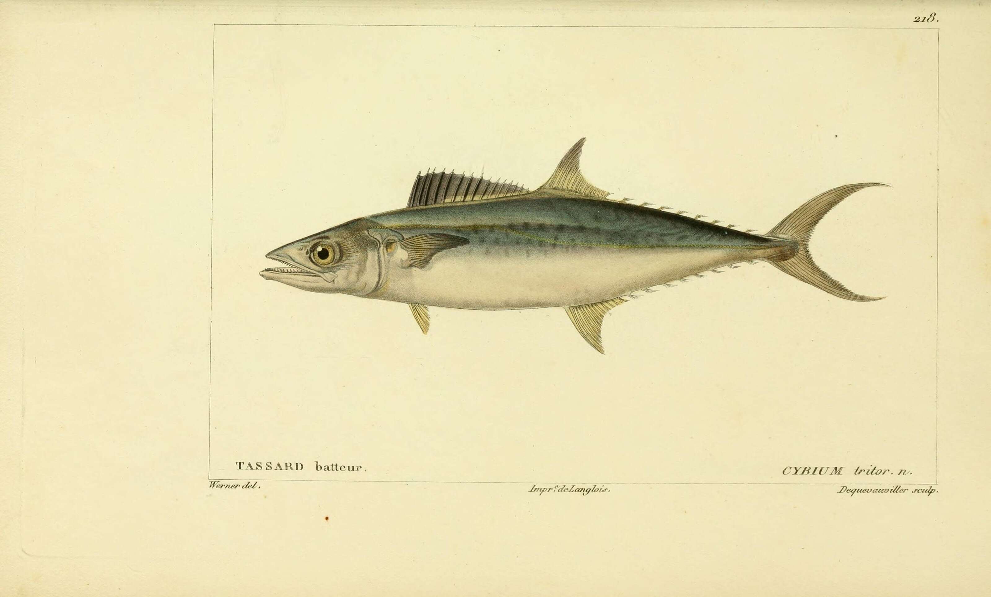 Imagem de Scomberomorus tritor (Cuvier 1832)
