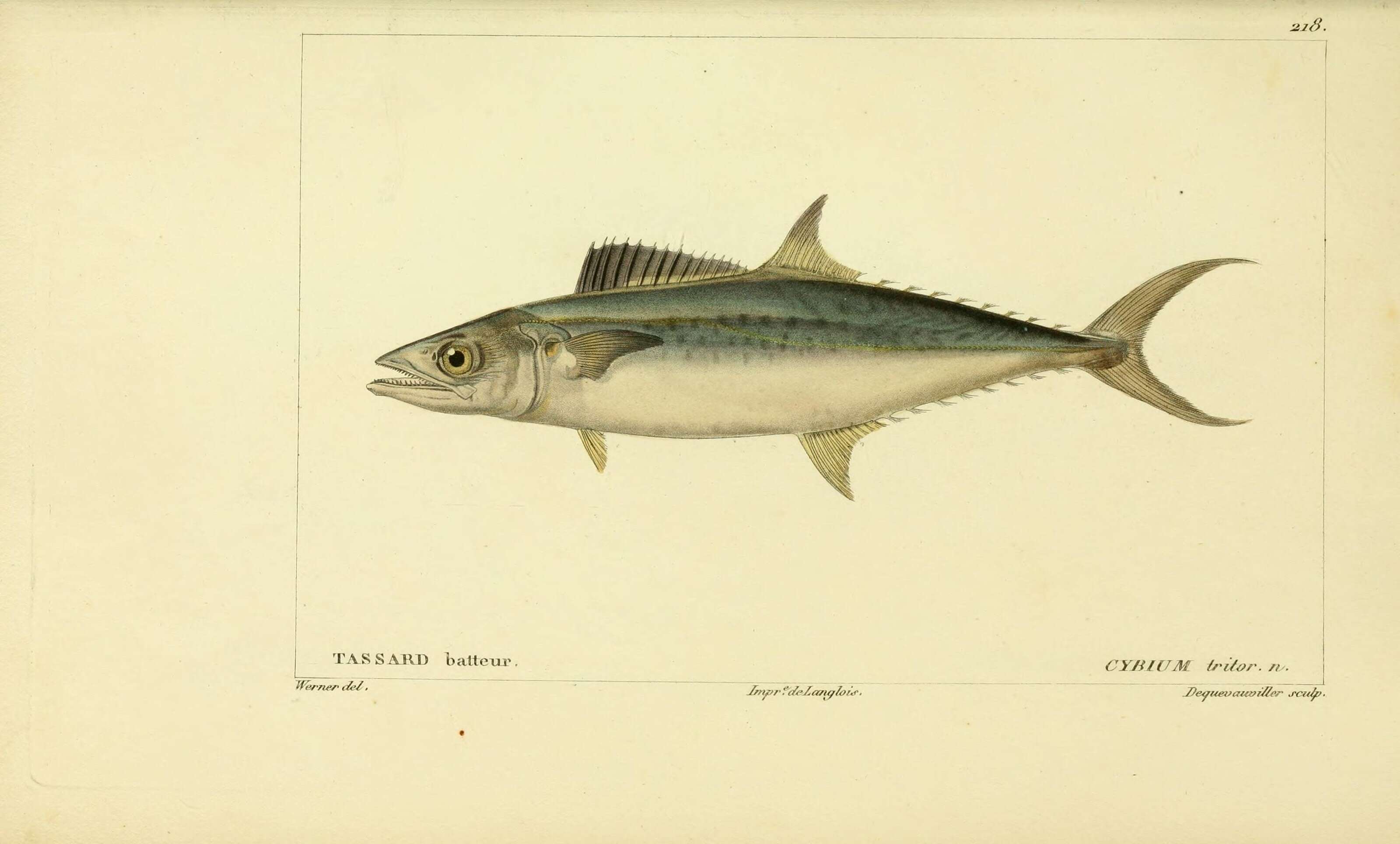 Image of Mackerel