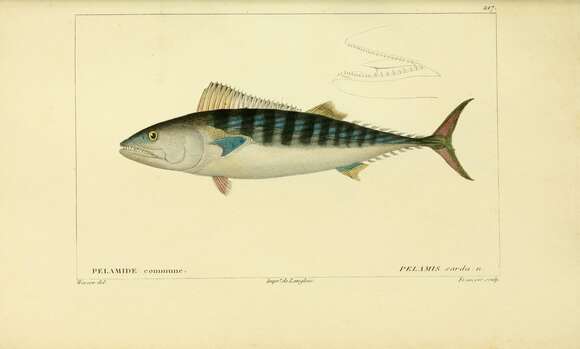 Image of Bonito