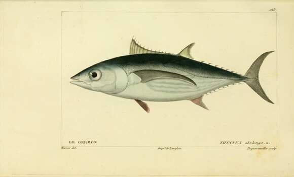 Image of Albacore Fish