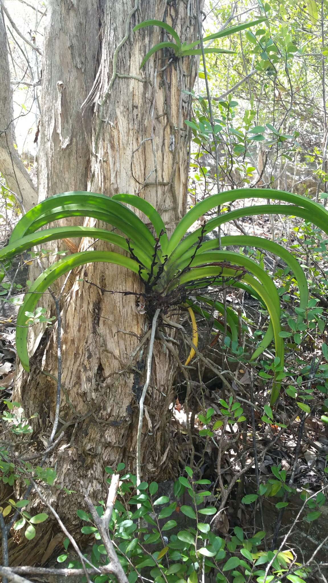 Image de Angraecum praestans Schltr.