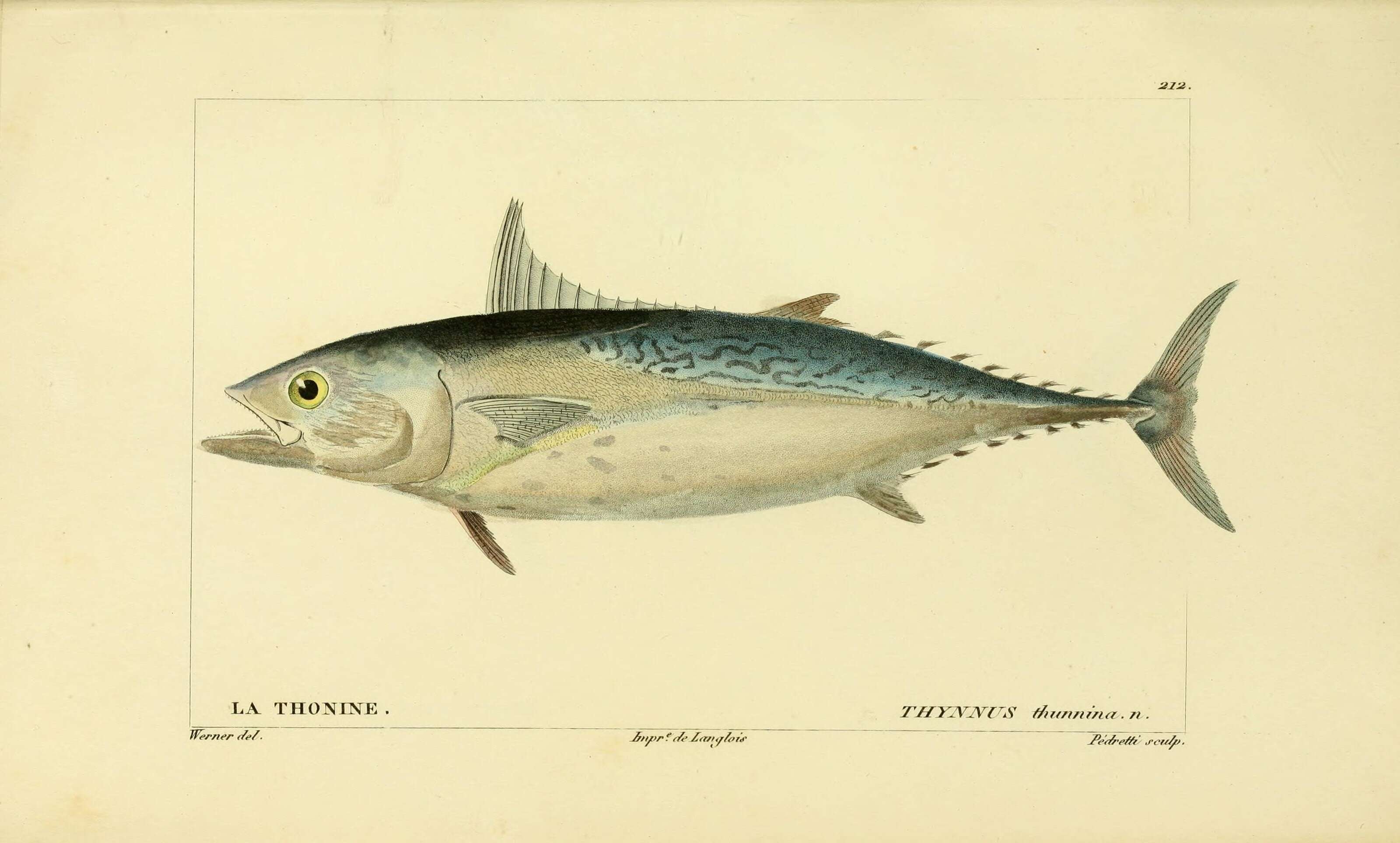 Imagem de Euthynnus alletteratus (Rafinesque 1810)