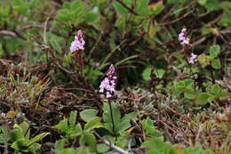 Image of Stenoglottis macloughlinii (L. Bolus) G. McDonald ex J. M. H. Shaw