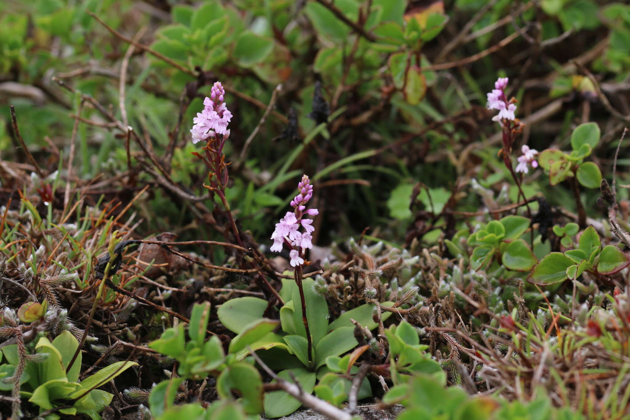 Plancia ëd Stenoglottis macloughlinii (L. Bolus) G. McDonald ex J. M. H. Shaw