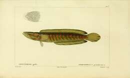 Image of Bullseye snakehead