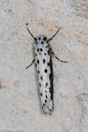 Image of Ethmia hagenella Chambers 1878