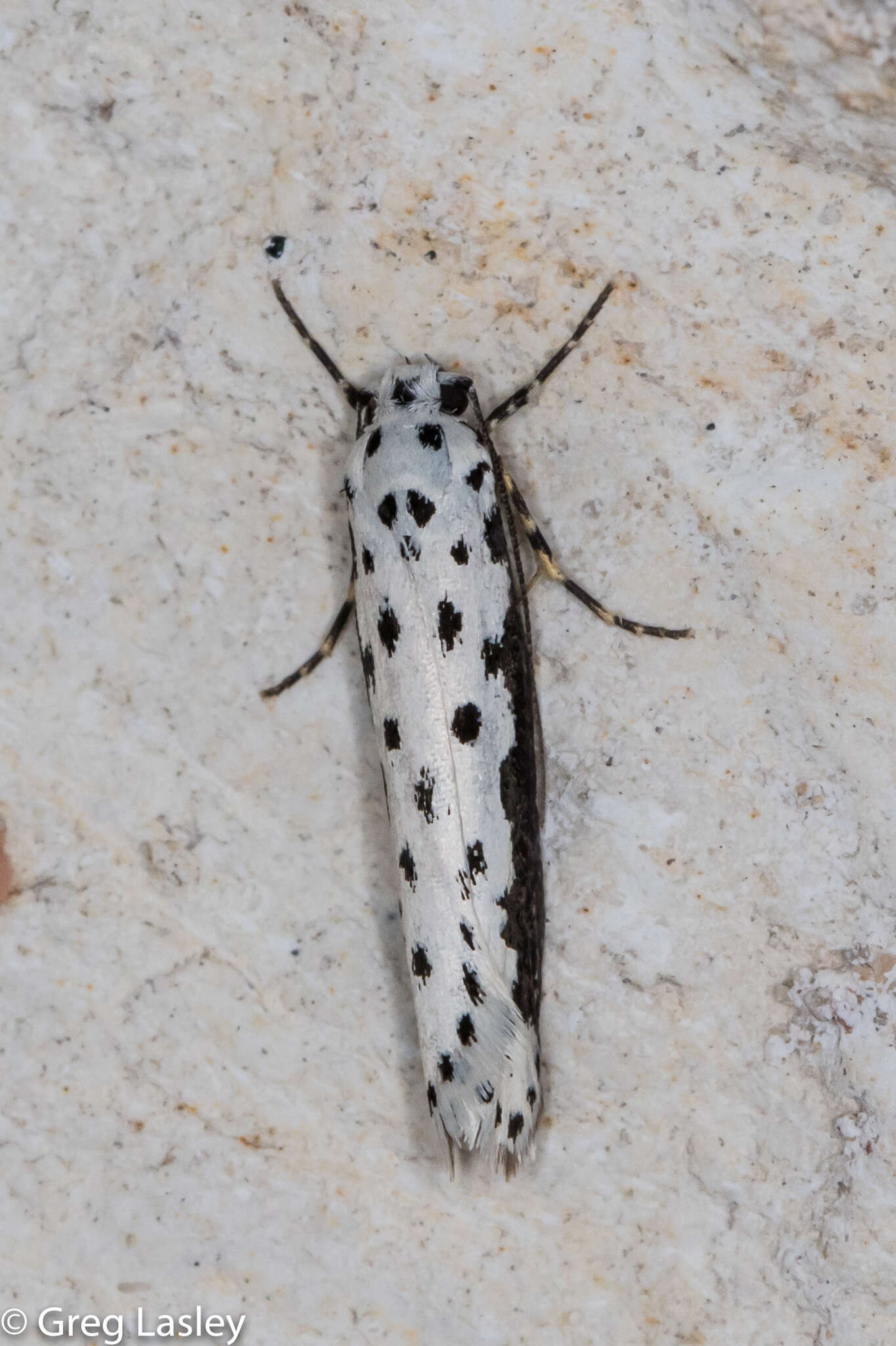 Image of Ethmia hagenella Chambers 1878