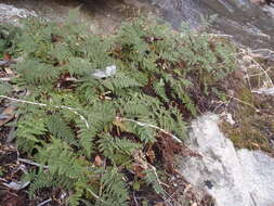 Image of Beaded Lipfern