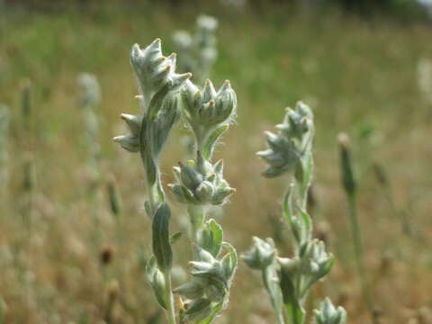 Image of field cudweed